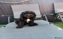 Sheepadoodle dogs for sale: F1b mini sheepadoodles  - Image 10