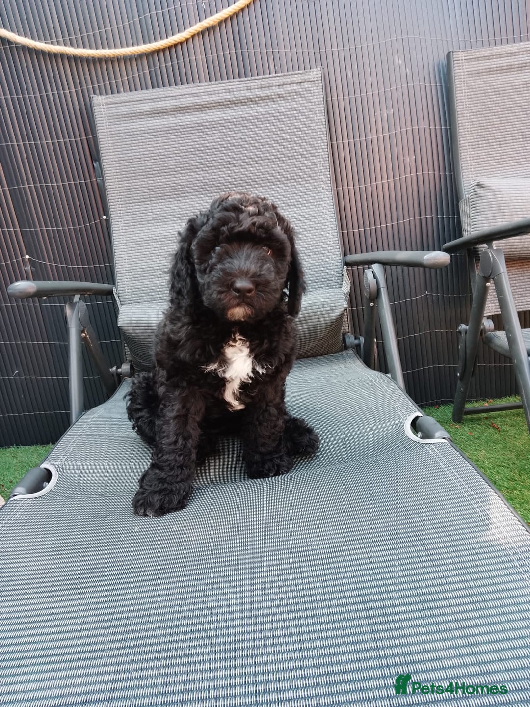 Sheepadoodle dogs for sale: F1b mini sheepadoodles  - Image 10