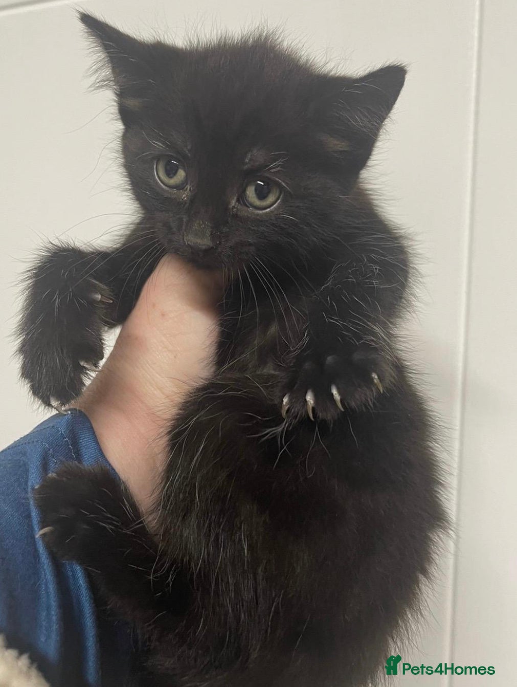 Mixed Breed cats Kittens  - Advert 1