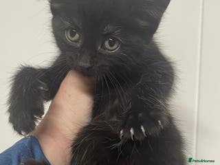 Mixed Breed cats Kittens - Advert 1