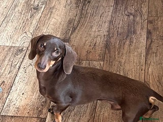 Dachshund dogs - Advert 3