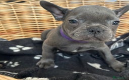 French Bulldog dogs for sale: Solid Blue French Bulldog  - Image 8