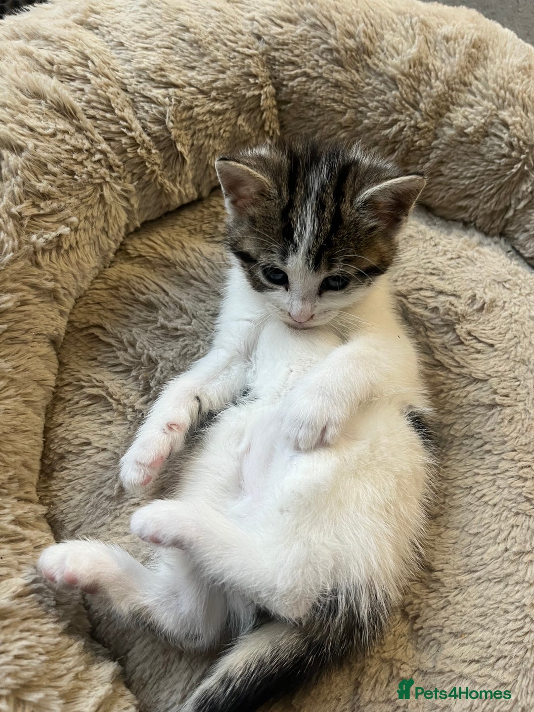Mixed Breed cats for sale: 2 Adorable 8 week old kittens - Advert 10