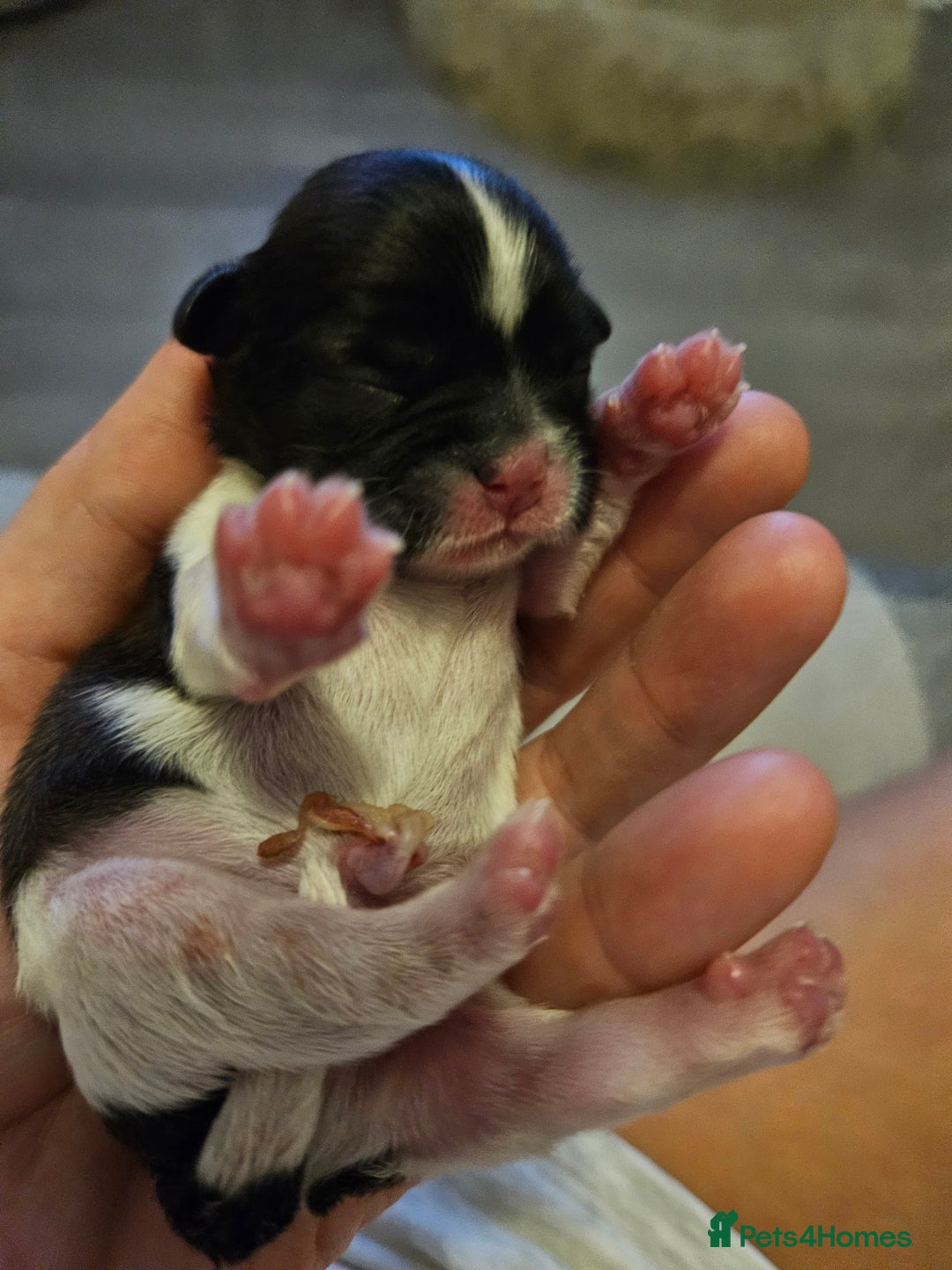 Shih Tzu dogs for sale: Beautiful shihtzu puppies  - Advert 15