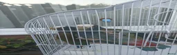 Parrots birds for sale: 2 pairs of white capped ponious parrots  in Maidenhead - Advert 3