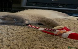 Ragdoll cats for sale: Ragdoll kittens  - Image 10