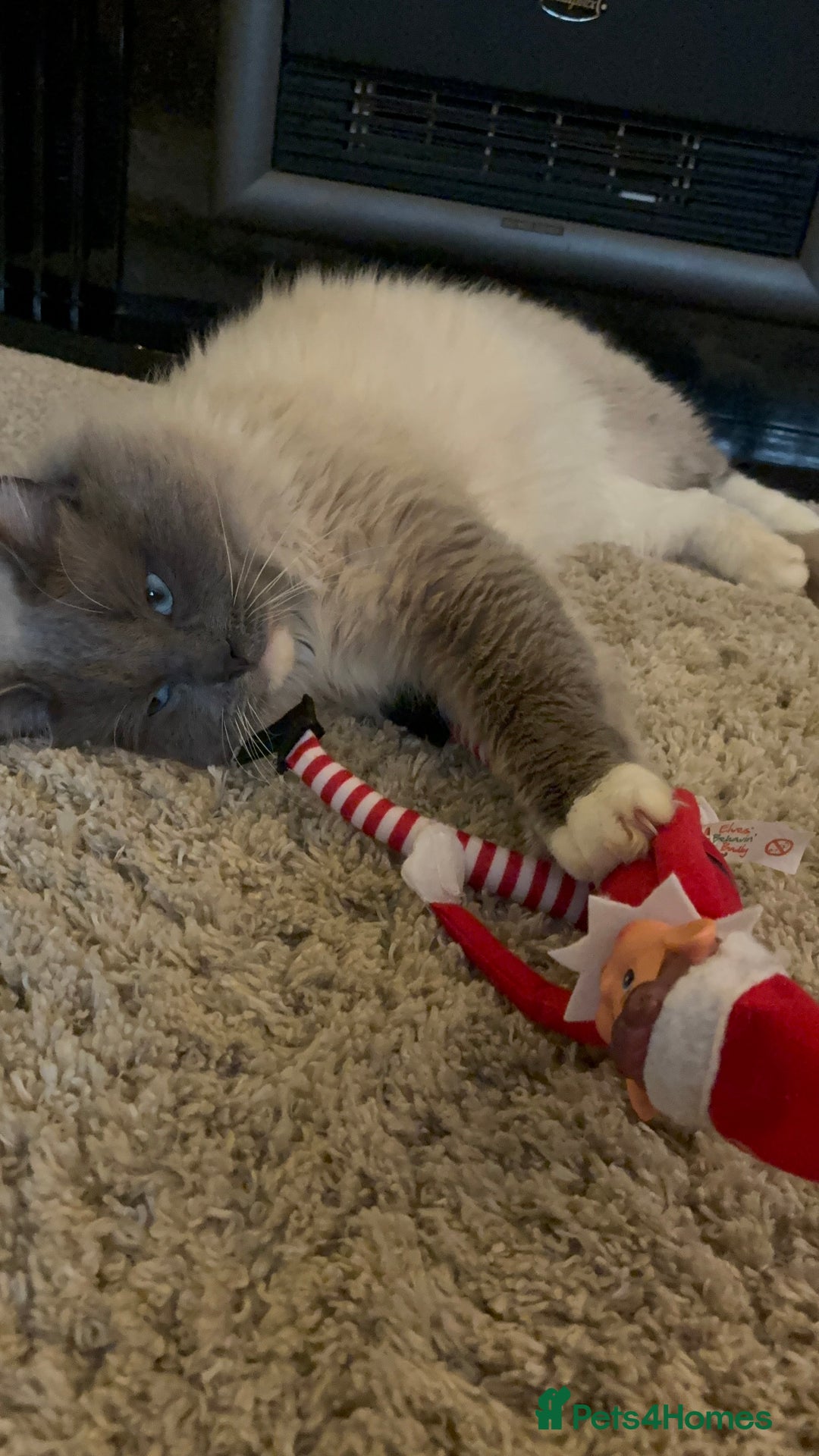 Ragdoll cats for sale: Ragdoll kittens  - Image 10