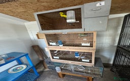 Budgerigars birds for sale: Breeding pairs with chicks - Image 7