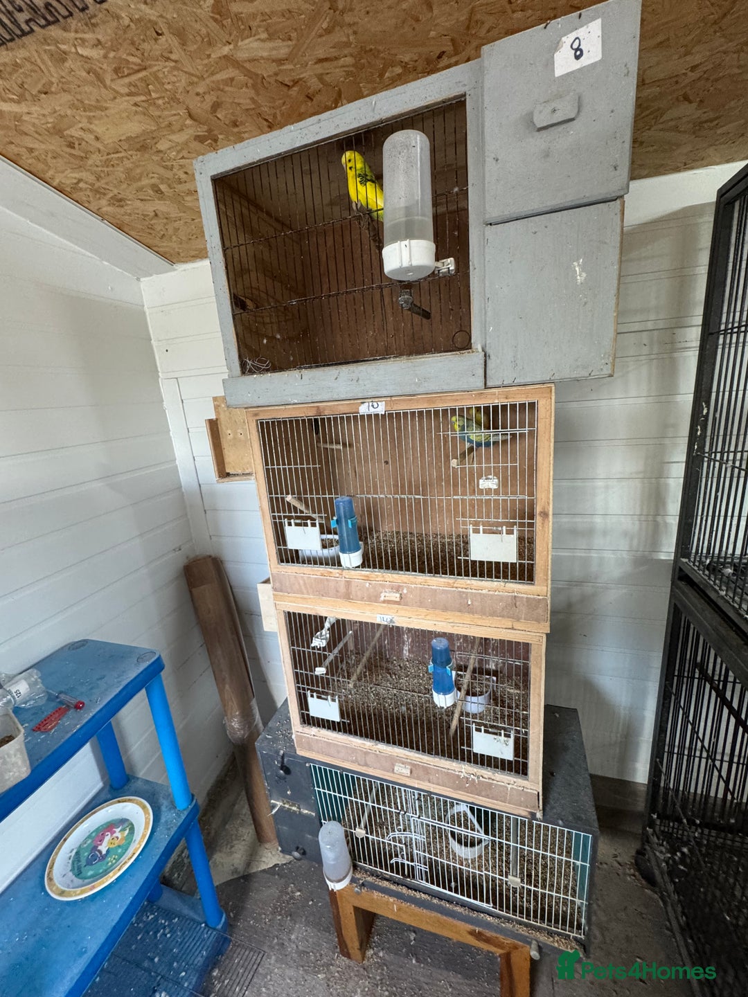 Budgerigars birds for sale: Breeding pairs with chicks - Image 7