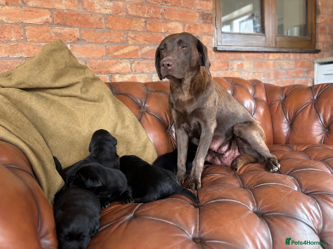 Labrador Retriever dogs for sale: Chunky show Labrador Puppies  - Advert 12