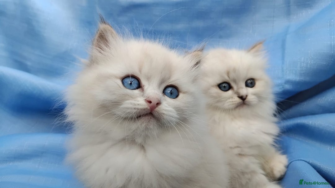 Siberian cats for sale: GCCF Registered Siberian kittens for sale  - Image 16