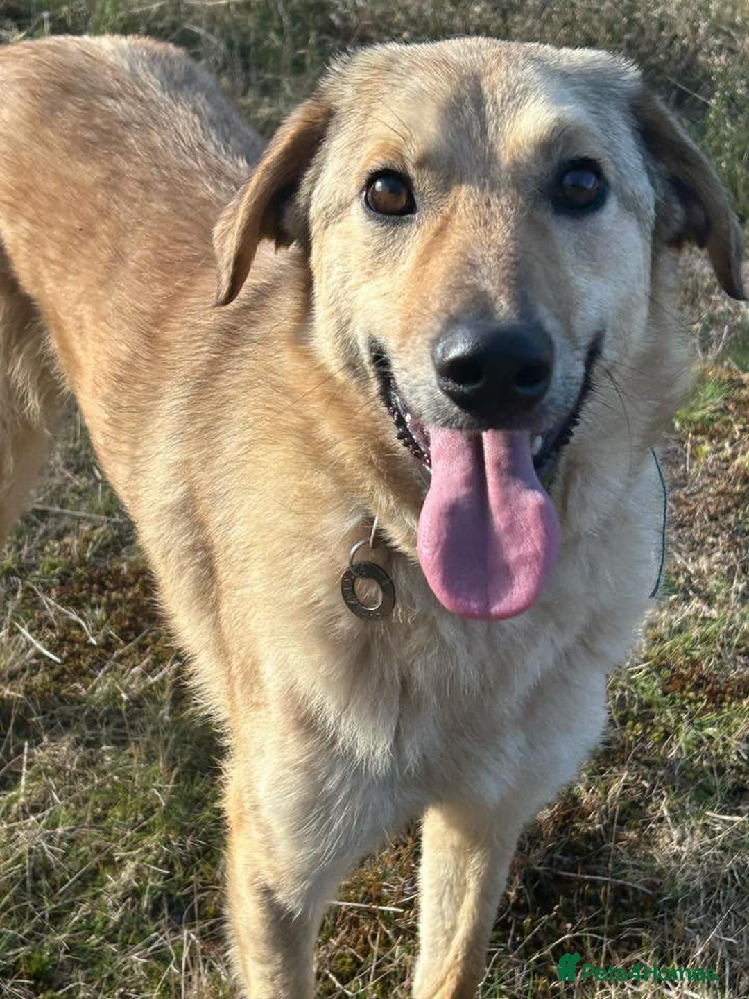 Mixed Breed dogs for adoption: Pettern - Norwich Norfolk  - Image 6