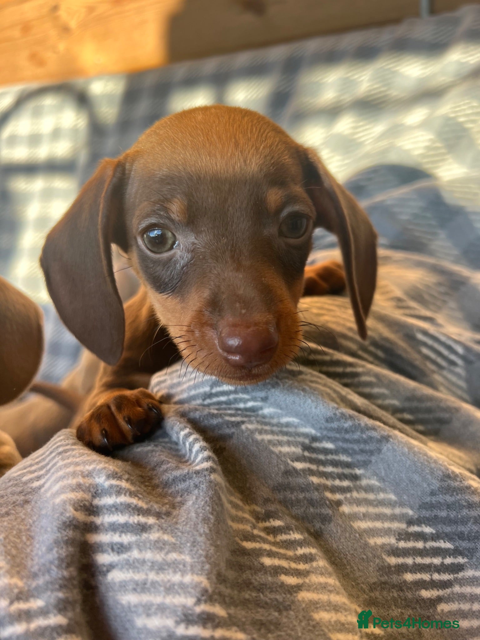Dachshund dogs CHOCOLATE AND TAN DACHSHUND PUPPIES  - Advert 10