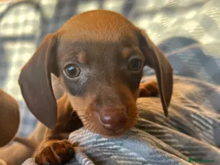 Dachshund dogs CHOCOLATE AND TAN DACHSHUND PUPPIES - Advert 10