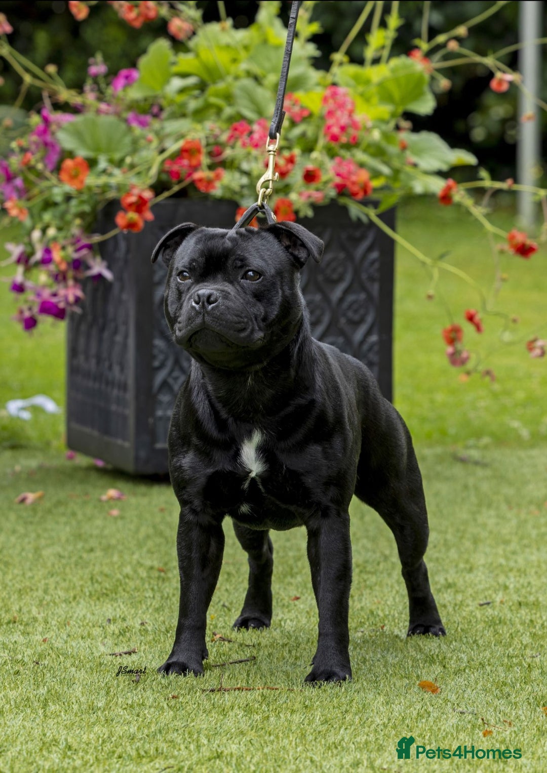 Staffordshire Bull Terrier dogs for sale: ULTIMATE VALGO BREEDING, WAITING LIST NOW OPEN  - Image 5