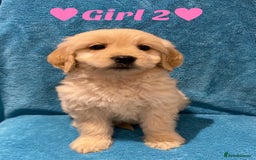 Goldendoodle dogs for sale: F1B Goldendoodles - Image 2