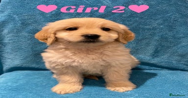 Goldendoodle dogs - Advert 2