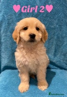 Goldendoodle dogs - Advert 2