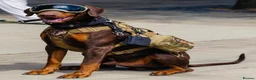Dobermann dogs for sale: Exceptional Doberman X Doberman/rottwiler  - Advert 14