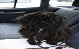 Hungarian Puli dogs for sale: Looking for a happy home for Noodles - Image 2