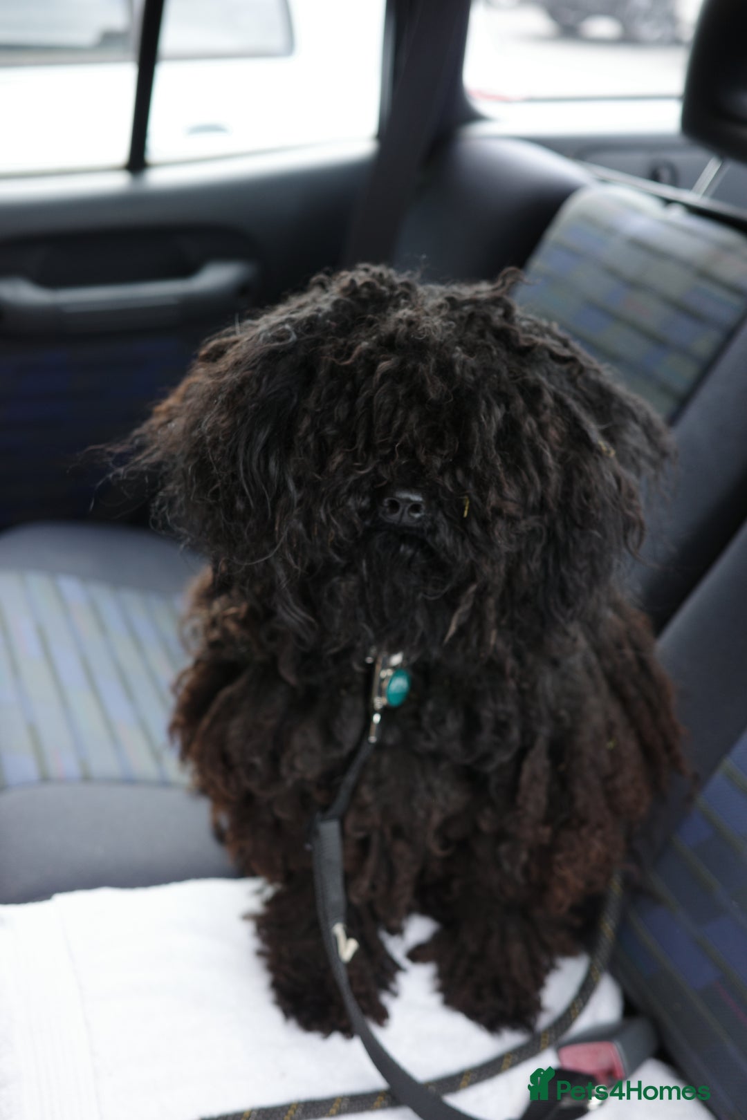 Hungarian Puli dogs for sale: Looking for a happy home for Noodles - Image 2