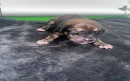 Mixed Breed dogs for sale: Saluki Bull Grey Puppies  - Image 22