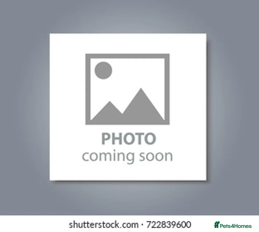 Japanese Shiba Inu dogs for sale: KC Reg - Multi Generational Shiba Inu Puppies - Advert 4