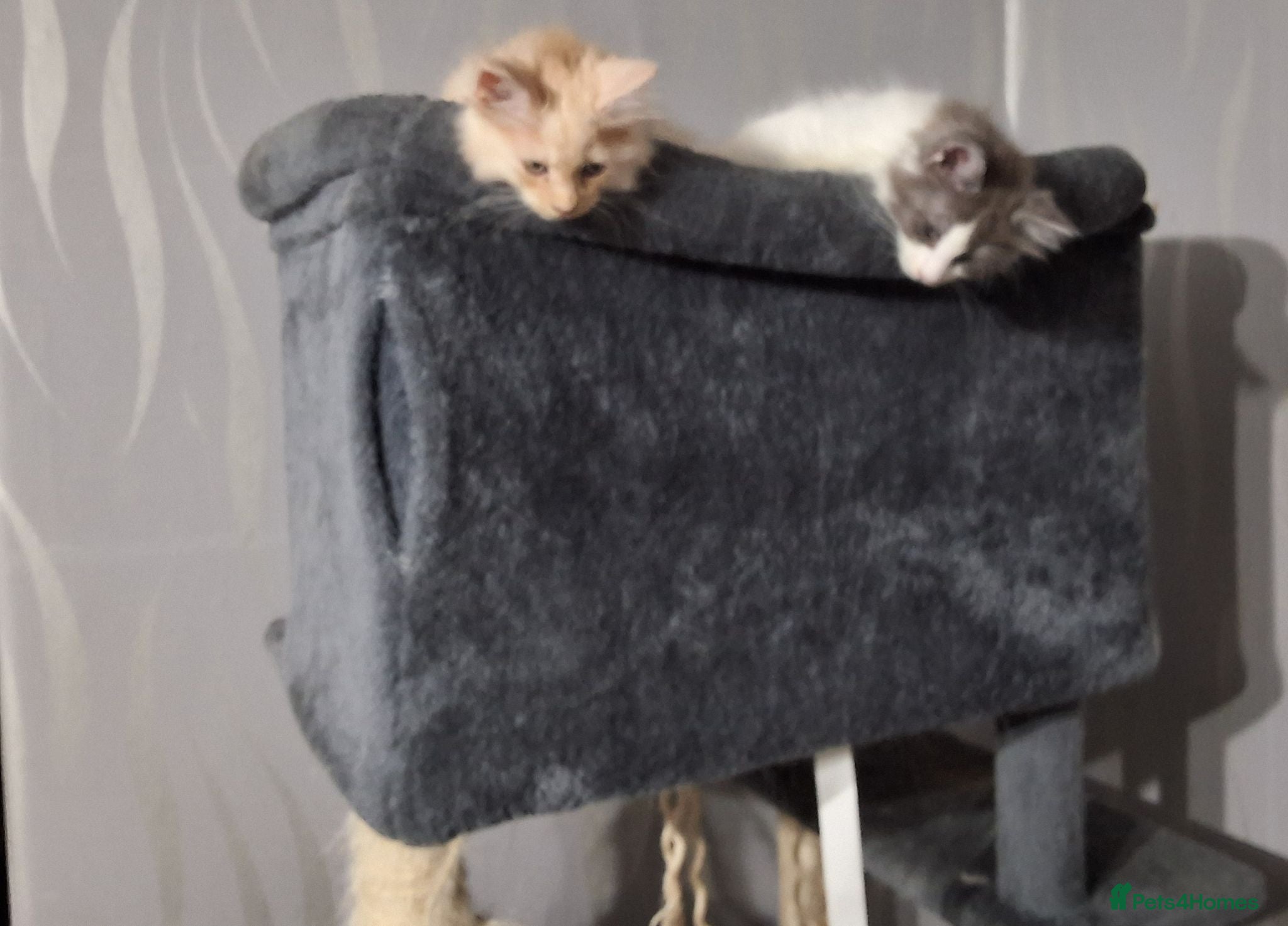 Ragcoon cats Bouncing beauties ready to go  - Advert 1