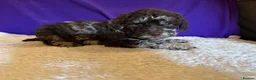 Toy Poodle dogs for sale: GORGEOUS Toy Poodles, DNA health tested parents  - Advert 18