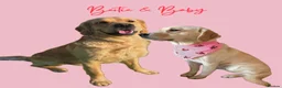 Goldador dogs for sale: A Special Litter of Goldador Puppies - Advert 1