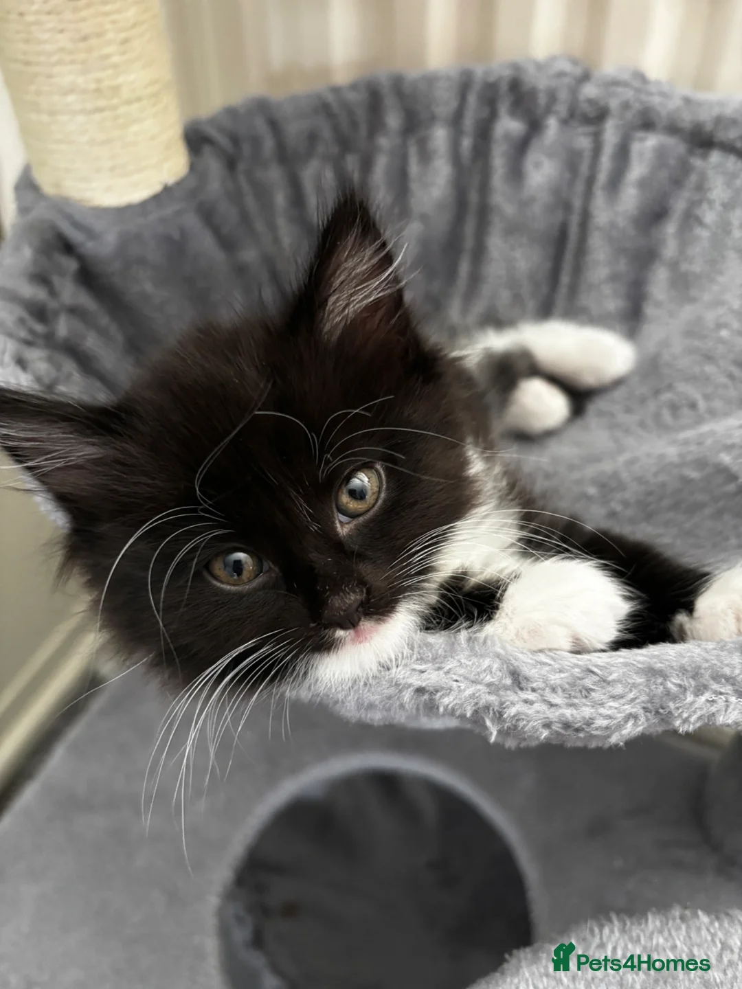 Mixed Breed cats for sale: 3 beautiful kittens looking for loving homes - Advert 2