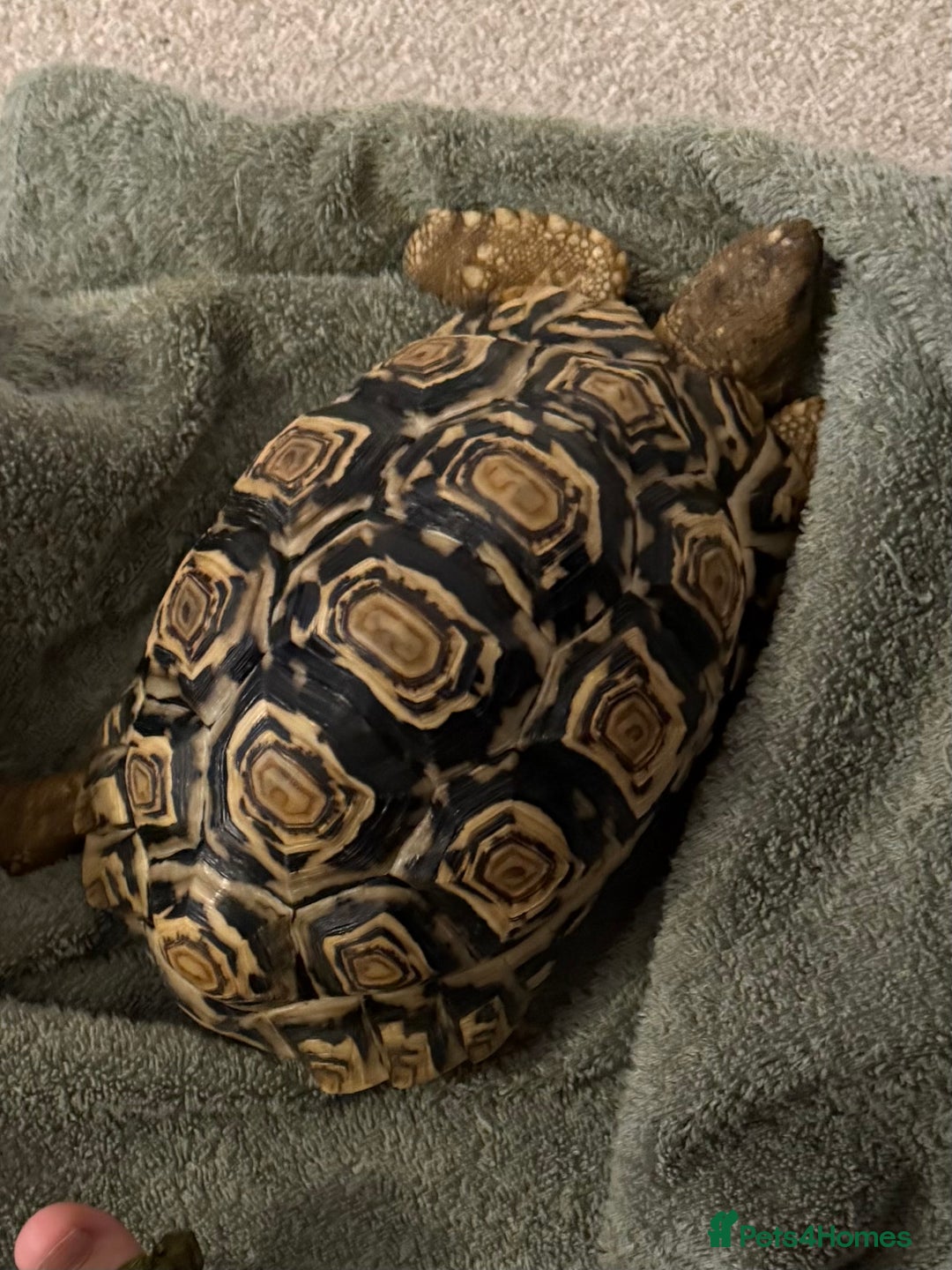 Tortoise reptiles for sale: Two Leopard Tortoises, Handled and Child Friendly - Advert 2