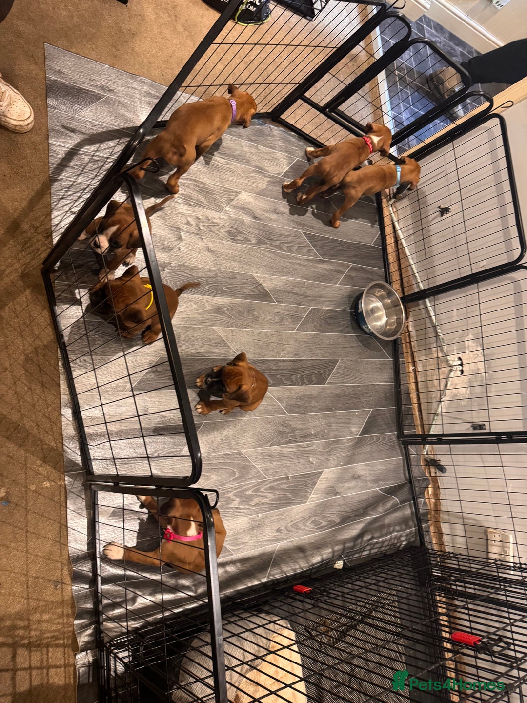 Boxer dogs for sale: Boxer puppies - Image 9