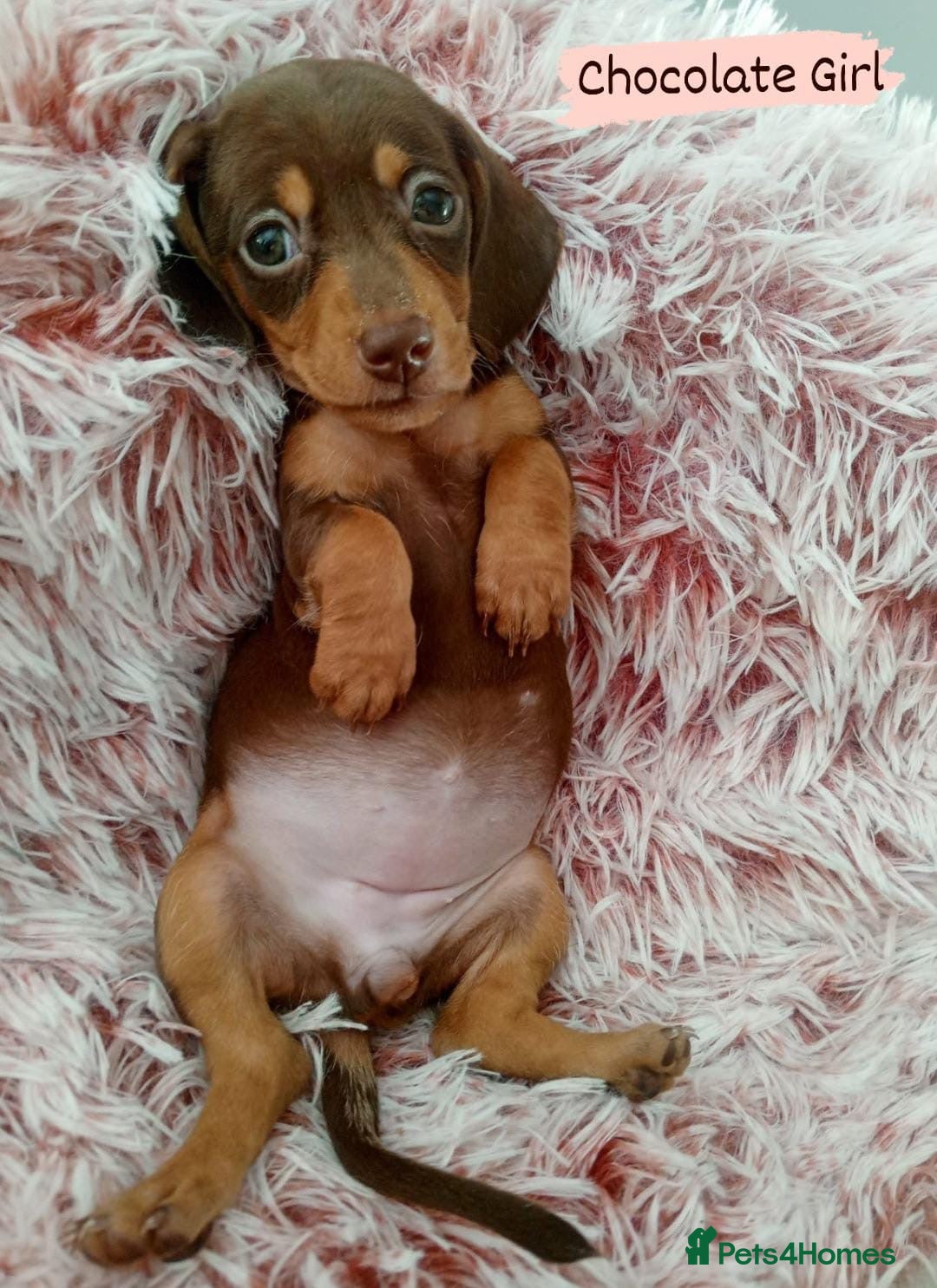 Miniature Dachshund dogs for sale: ✨ Miniature Dachshund– 6 Beautiful Pups! ✨ - Advert 4