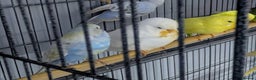 Budgerigars birds for sale: Albino Budgies White and Yellow Colours - Advert 8