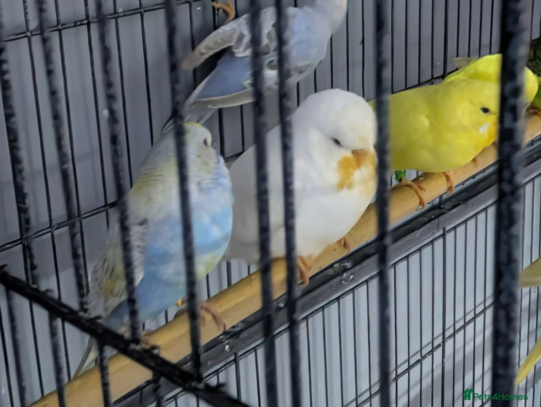 Budgerigars birds for sale: Albino Budgies White and Yellow Colours - Advert 8
