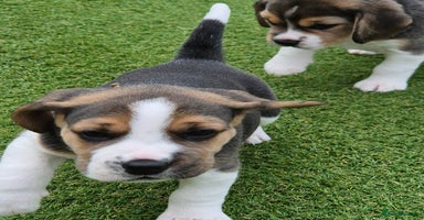 Beagle dogs - Advert 16
