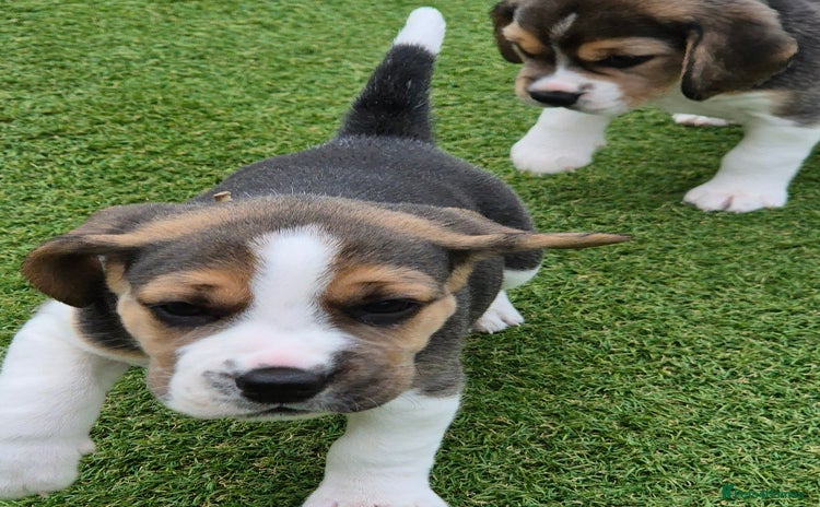 Beagle dogs - Advert 2