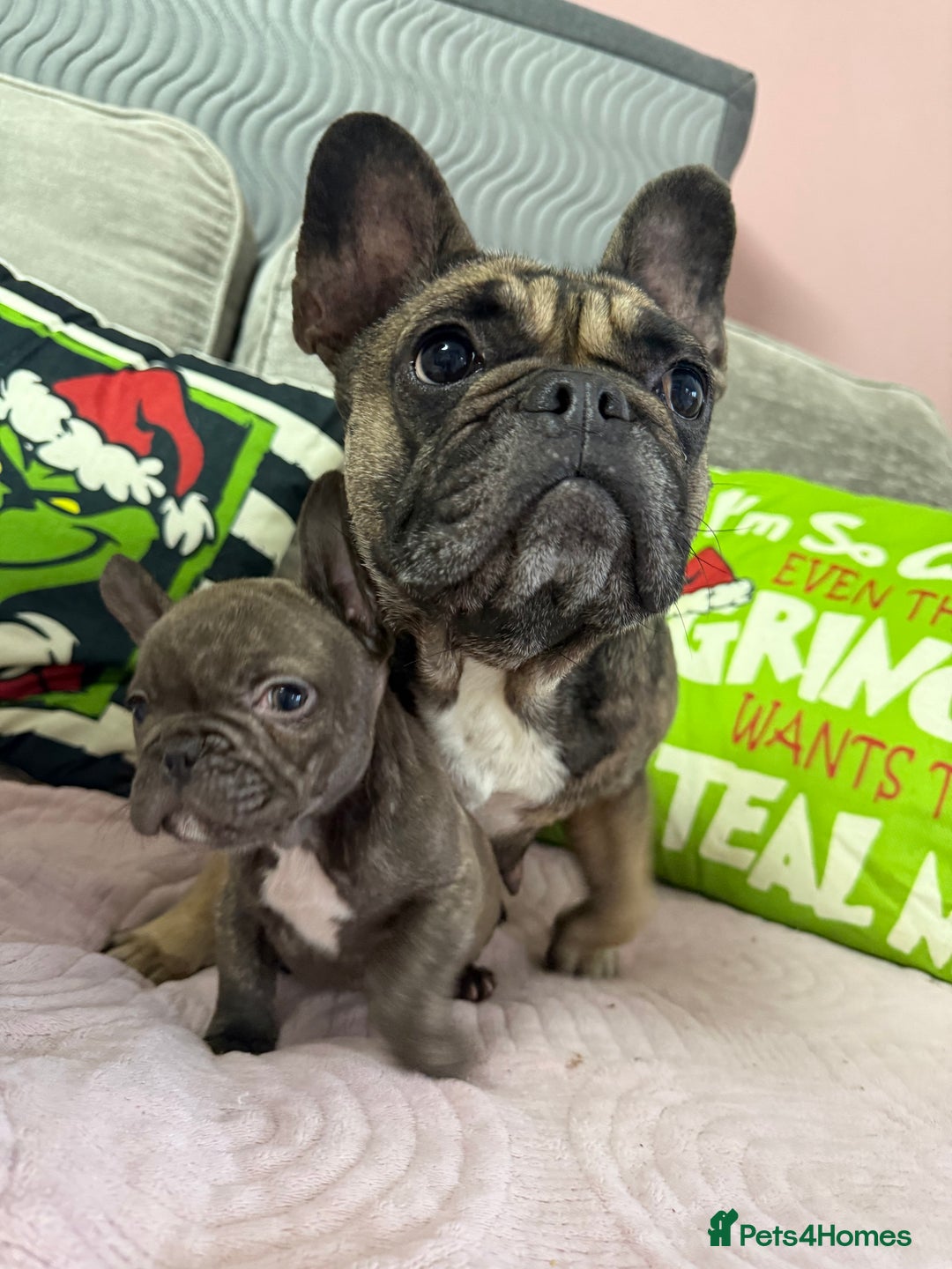 French Bulldog dogs for sale: 🐾 LAST PUPPY AVAILABLE –(Micro-Expected) – £900 - Advert 17