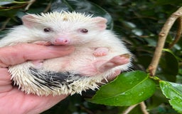 Pygmy Hedgehog rodents for sale: Stunning super friendly hoglets ready now!  - Image 18