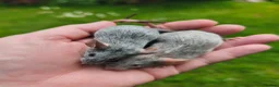 Mouse rodents for sale: Beautiful female mice available lots of colours - Advert 7