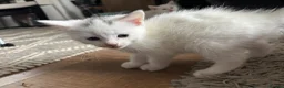 Mixed Breed cats for sale: 4 Beautiful white kittens  in Gosport - Advert 5