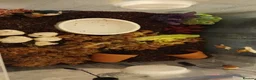 Snails invertebrates for sale: Giant African Land Snails  - Advert 5
