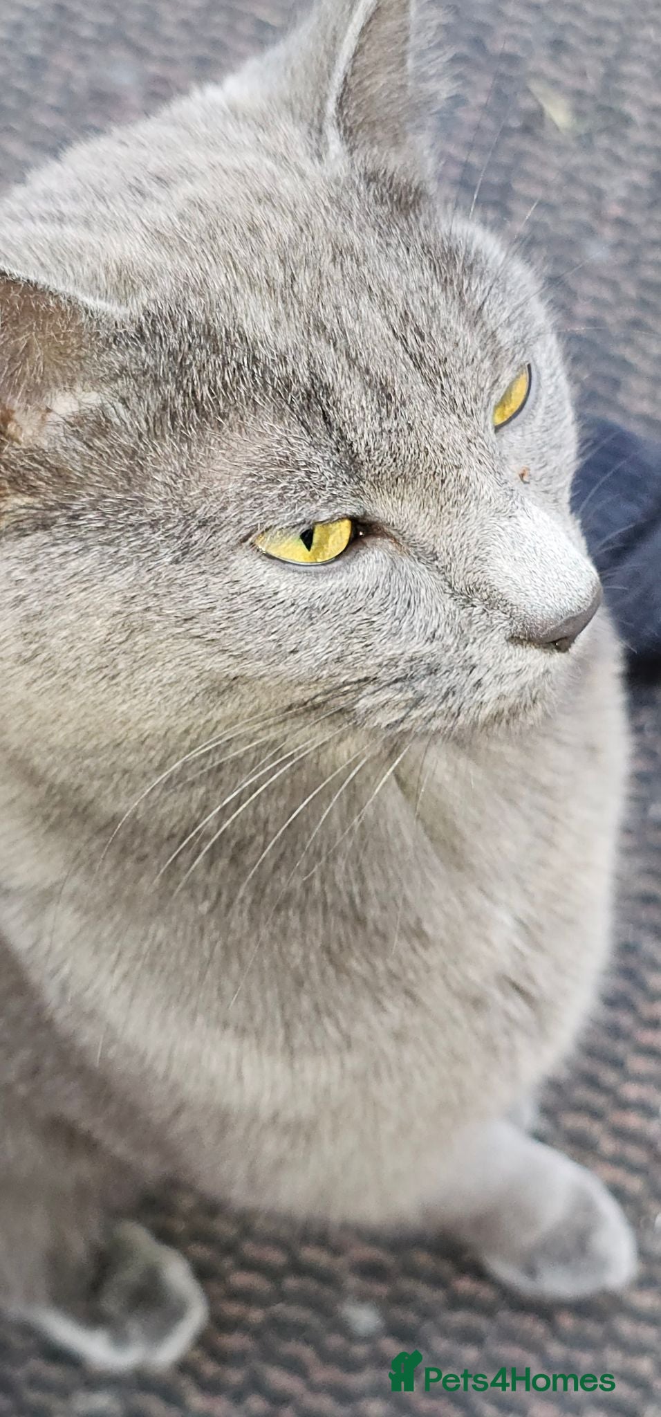 Mixed Breed cats 1 beautiful female grey kitten   - Advert 2