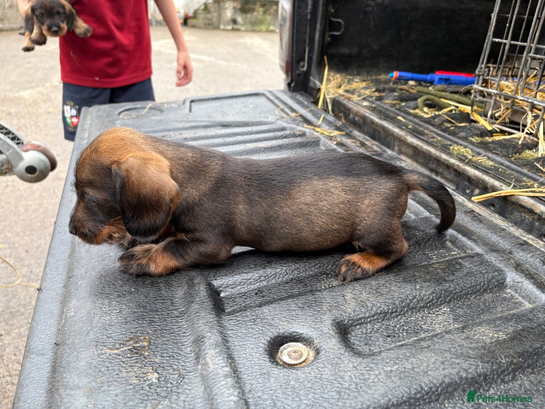 Dachshund dogs for sale: Wirehaired Dachshund (Teckel) Pups  - Image 9