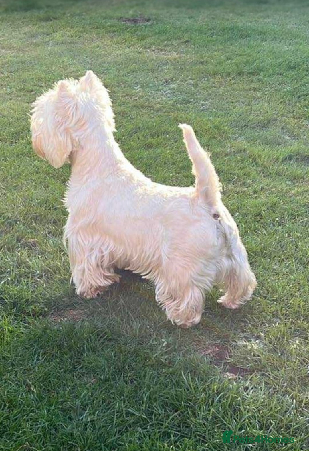 West Highland Terrier dogs for sale: Top Quality KC Westie Pups   - Image 5