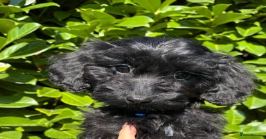 Cockapoo dogs - Advert 1