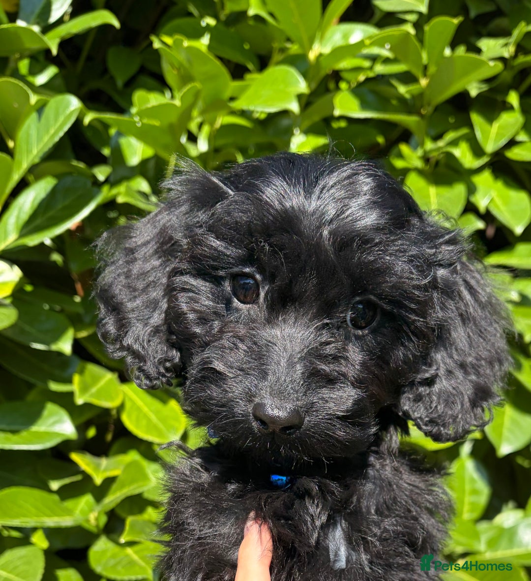 Cockapoo dogs for sale: Stunning Cockerpoo Puppies - Image 2