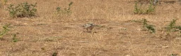 Mixed Breed livestock for sale: Rheas for sale, white and grey in Melton Constable - Advert 4