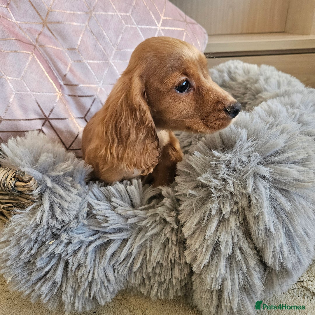 Cocker Spaniel dogs for sale: Stunning mix of working type cocker spaniels  - Advert 17